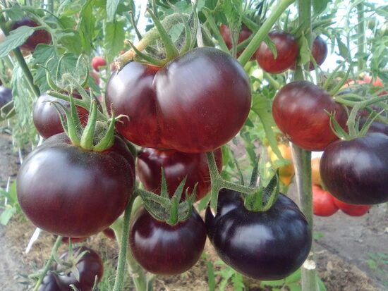 Аметистовая драгоценность